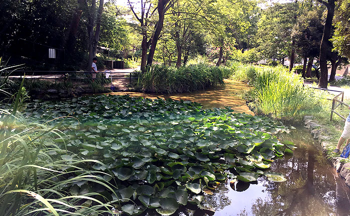 藤が丘公園