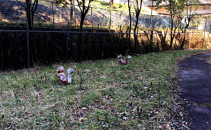 むじなが池公園