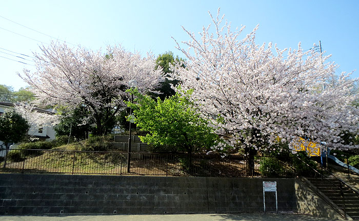 向原弥生公園