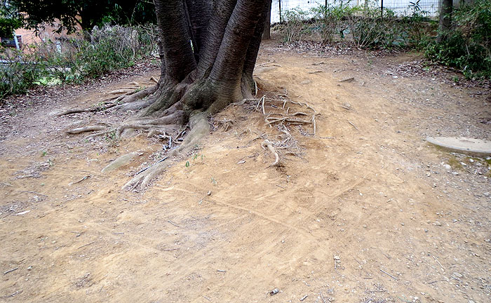 白鳥小台公園