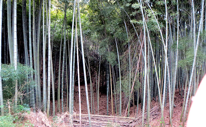 王禅寺ふるさと公園(川崎市制60周年記念総合公園)