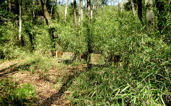 向原の森公園