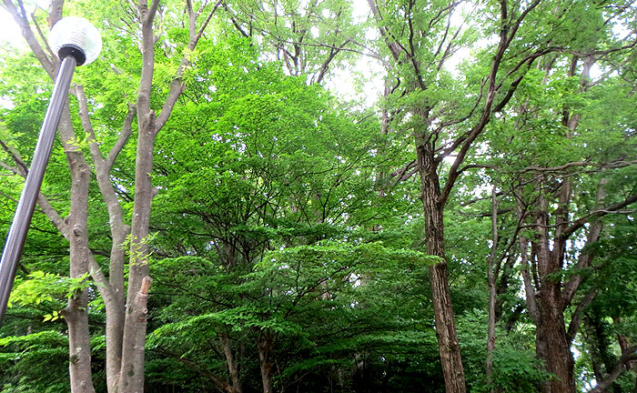 千代ヶ丘4丁目公園