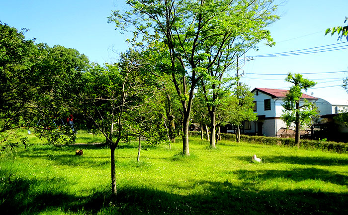 王禅寺公園