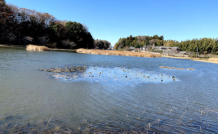 大百池公園