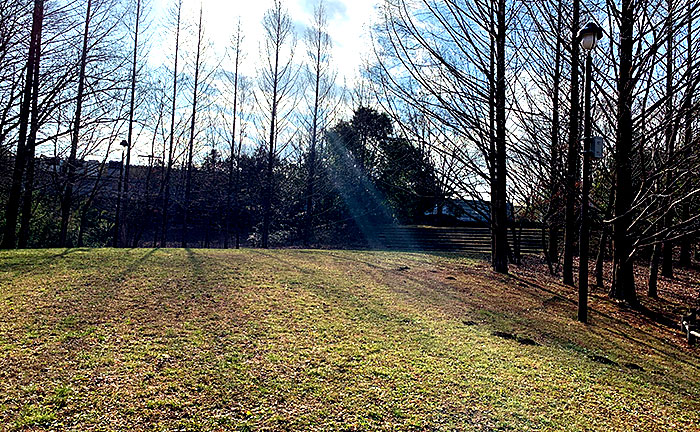 ゆりのき台中央公園