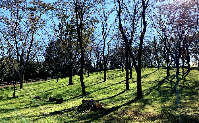 富士見台公園