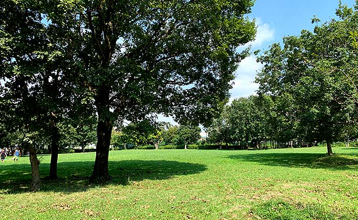 郷土の森公園