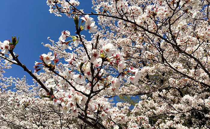 芹ヶ谷公園