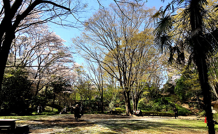 芹ヶ谷公園