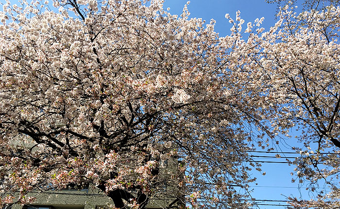 原町田わかば公園