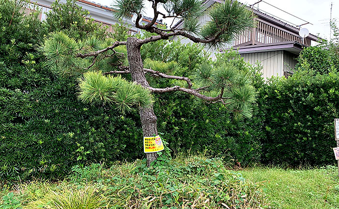 鞍掛の松公園