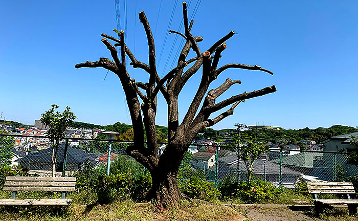 金井井戸窪梅の木公園