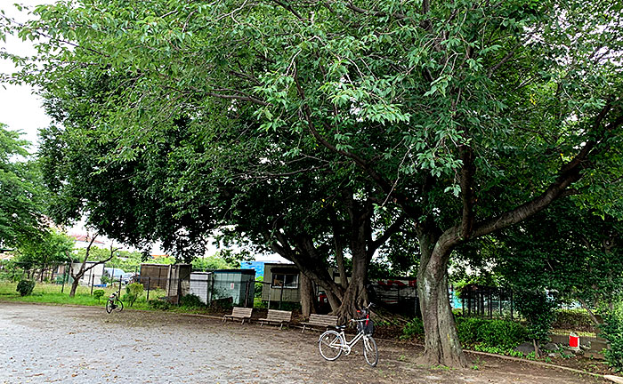 小山中村ともだち公園