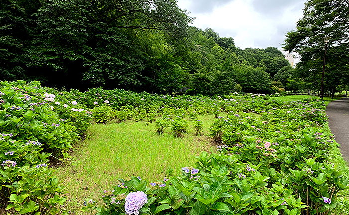 小山田端自然公園