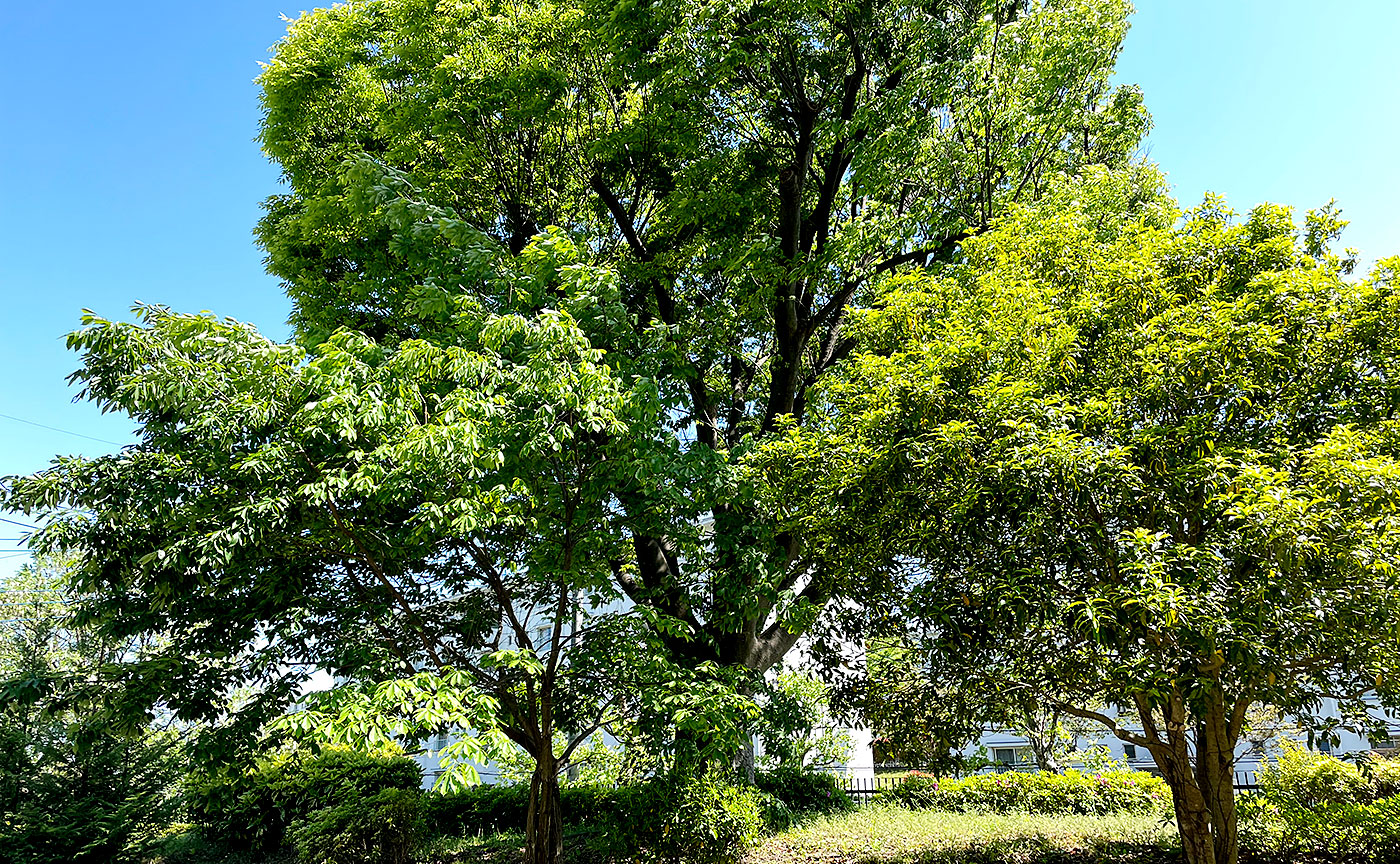 鶴川けやき公園