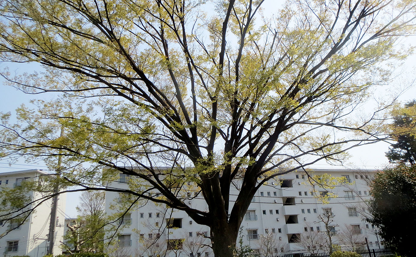 鶴川けやき公園