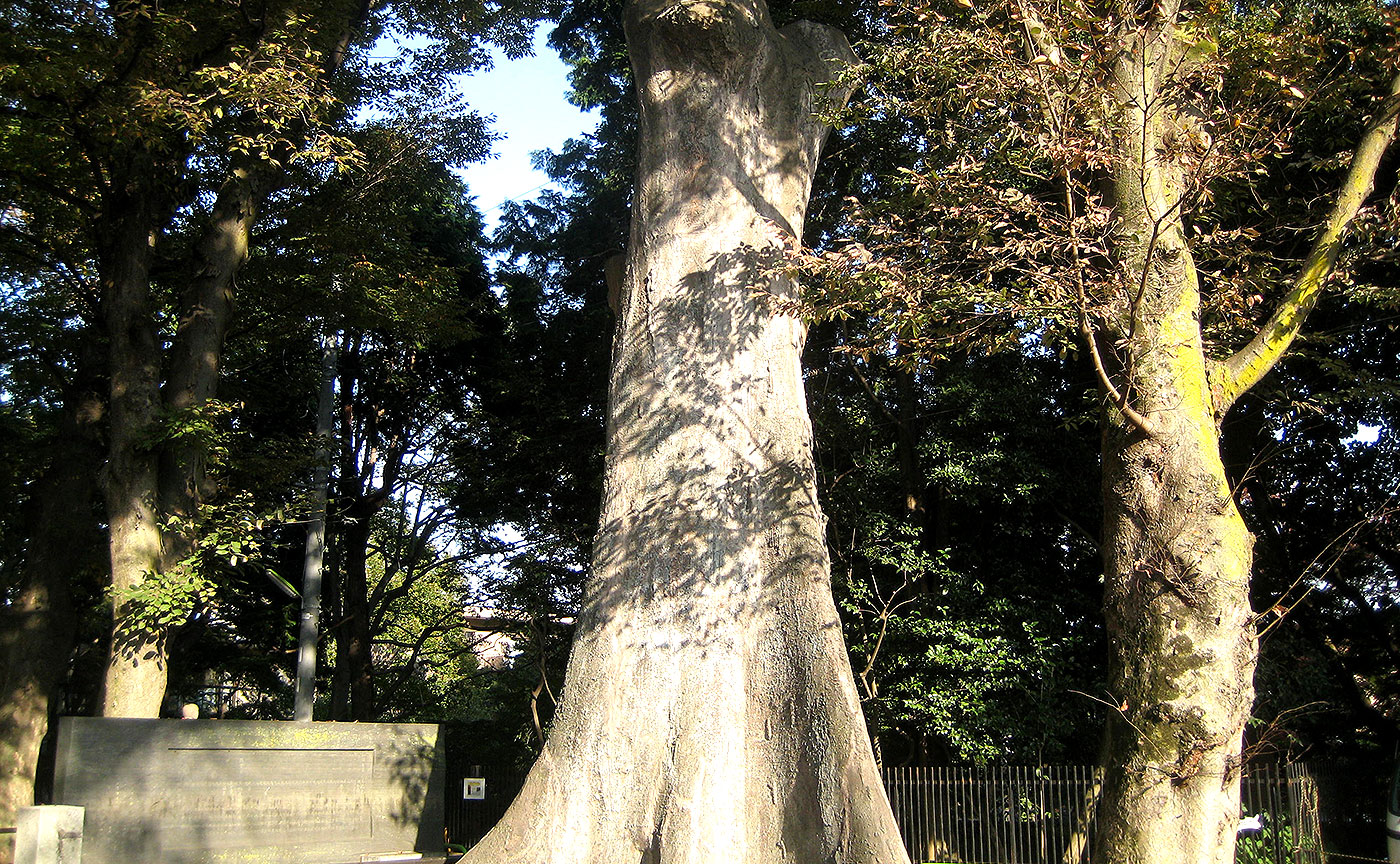 長島大榎公園