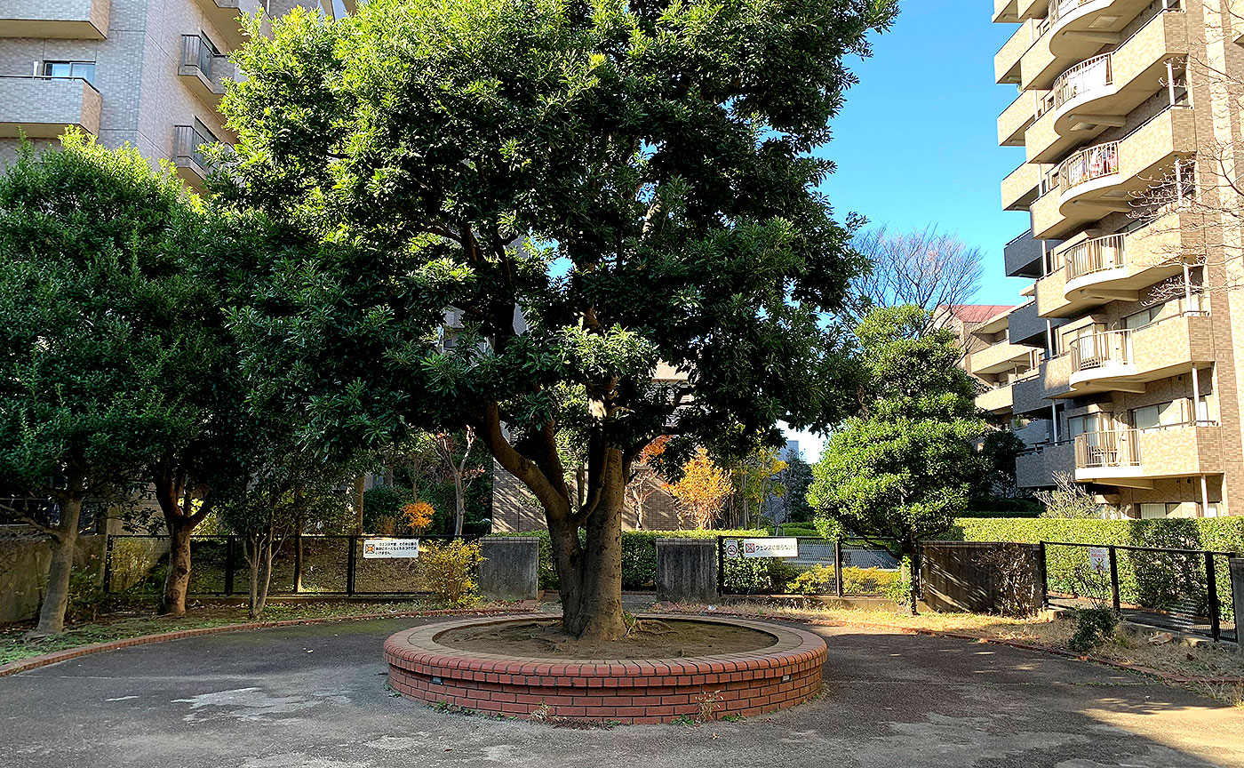 桜丘やまもも公園