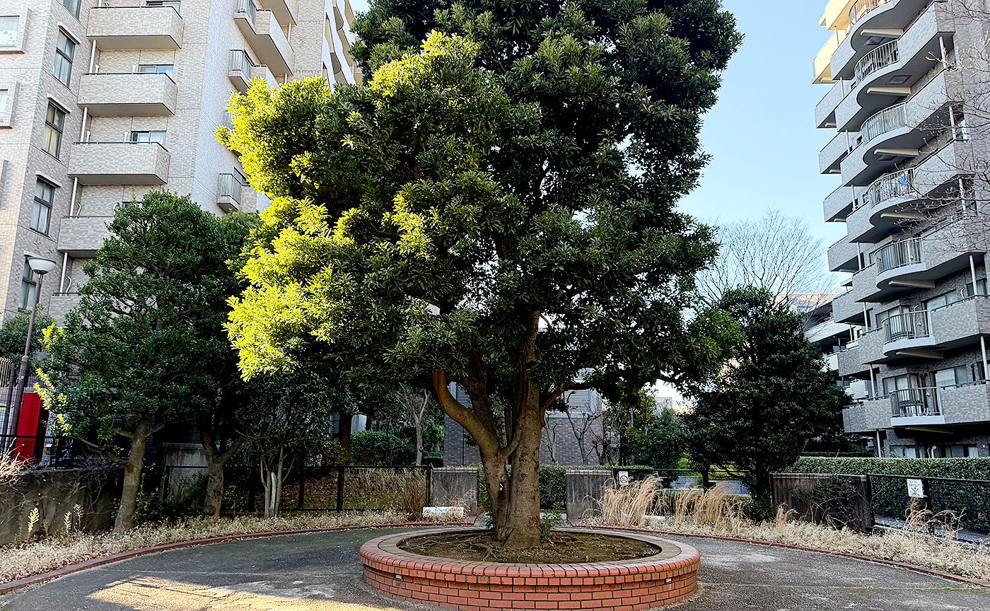 桜丘やまもも公園