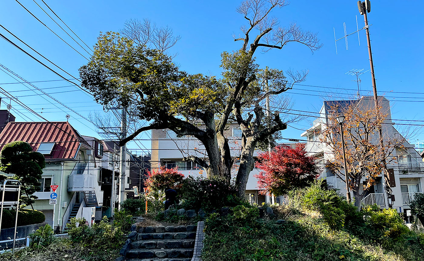 矢来公園