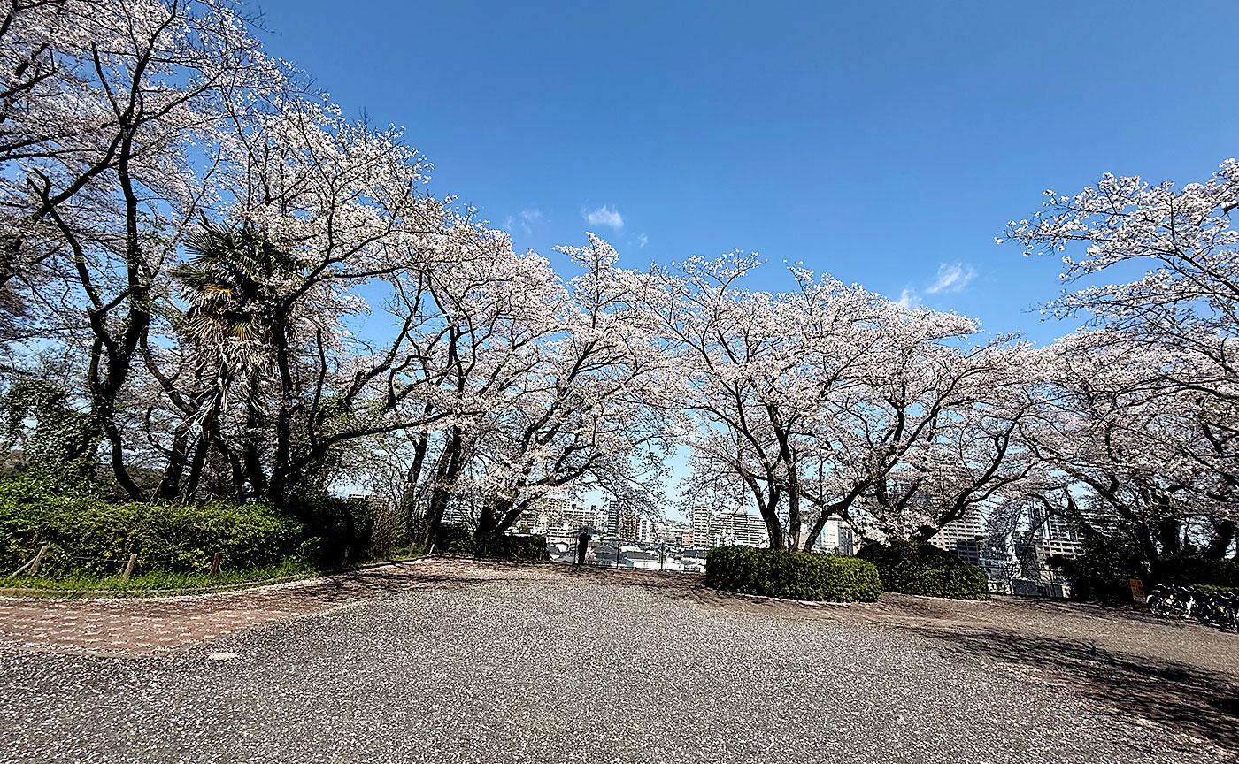 いろは坂桜公園