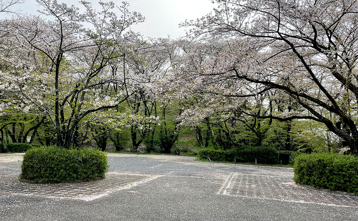 いろは坂桜公園