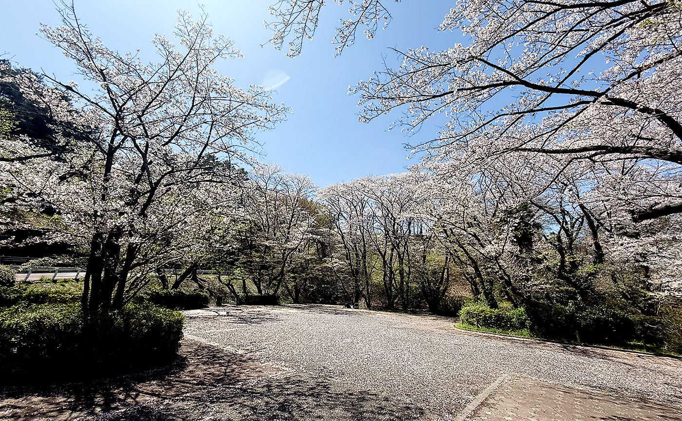 いろは坂桜公園