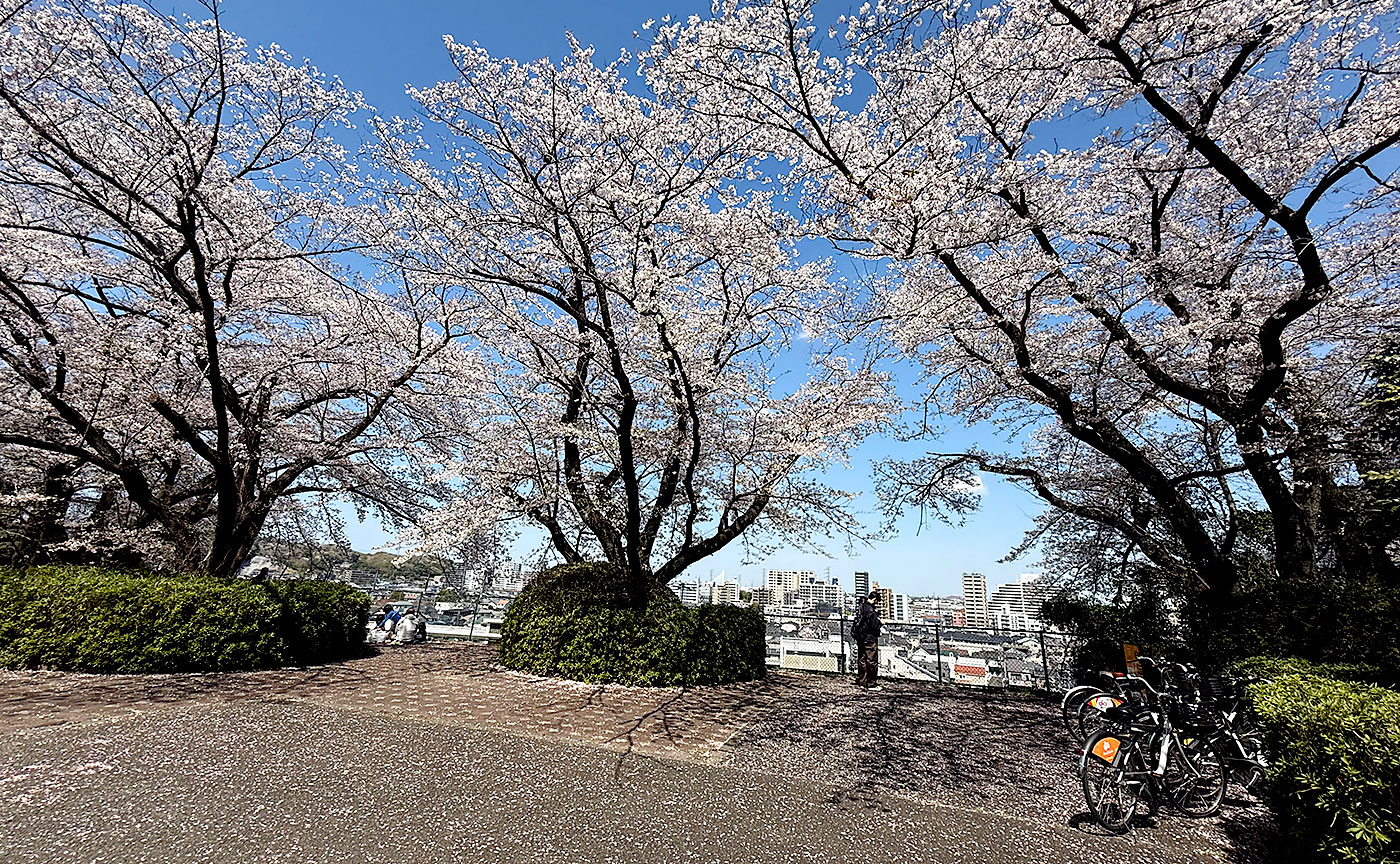 いろは坂桜公園