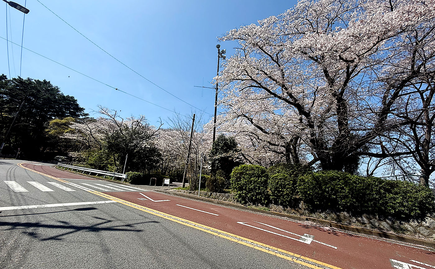 いろは坂桜公園