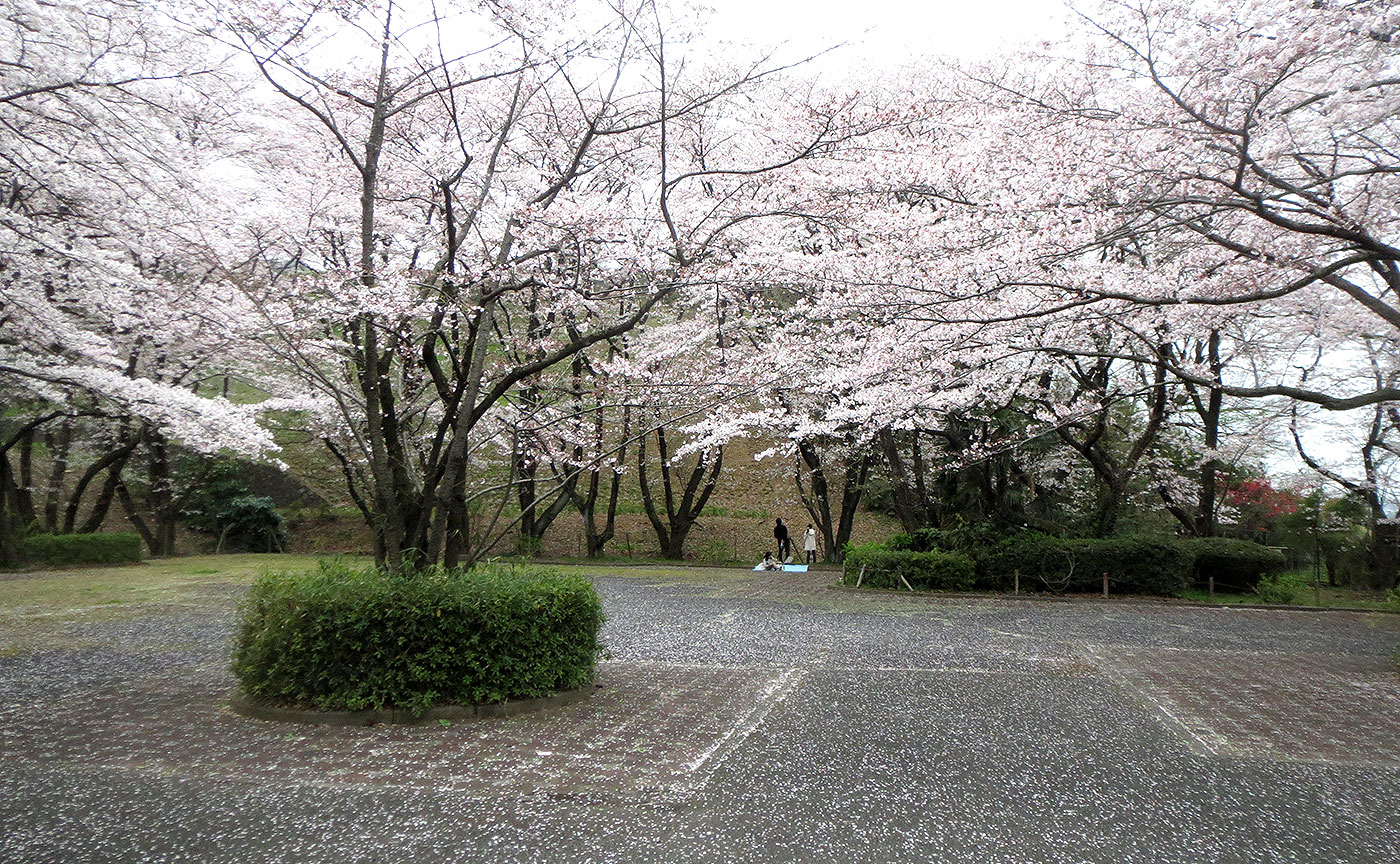 いろは坂桜公園