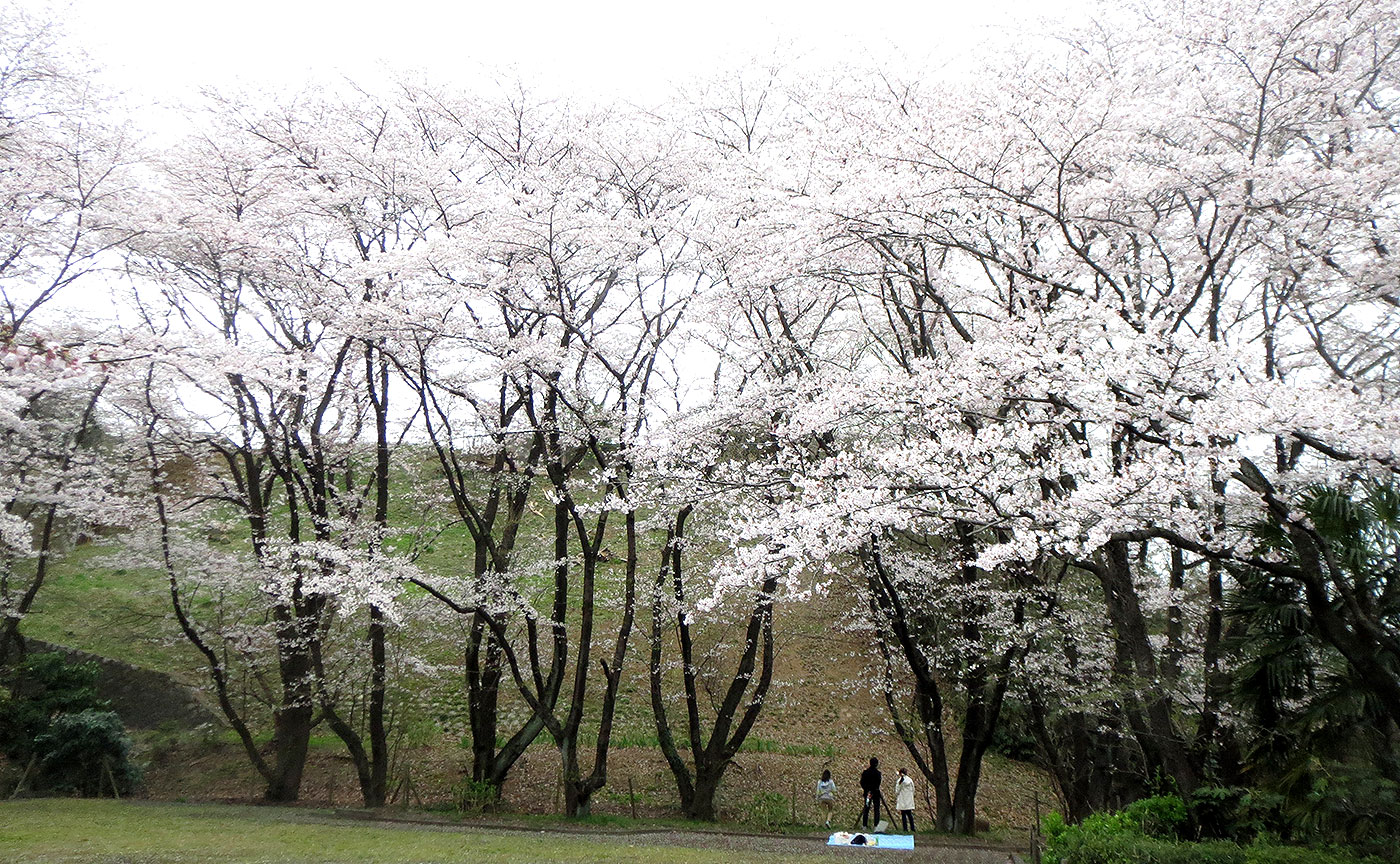 いろは坂桜公園