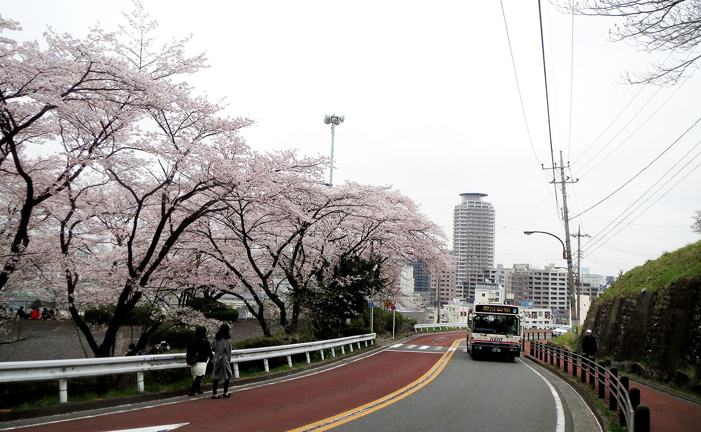 いろは坂桜公園