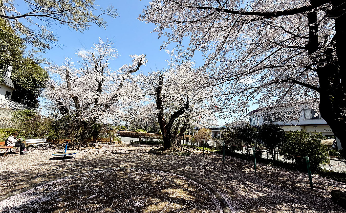 さくら公園