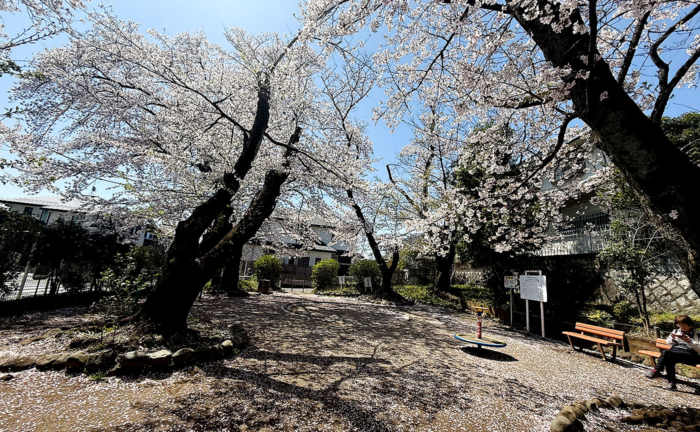 さくら公園