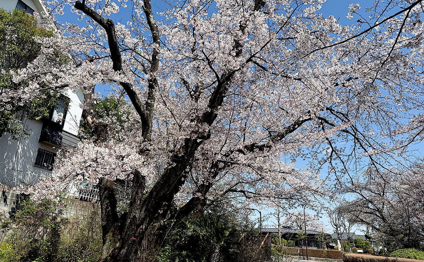 さくら公園