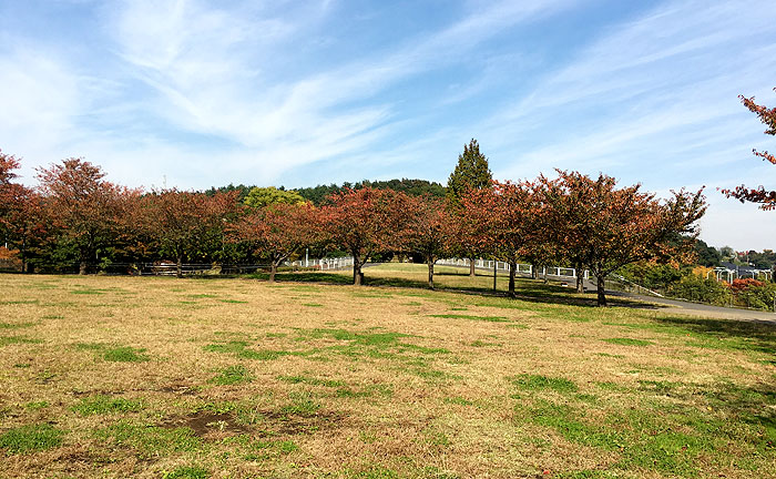 若葉台公園