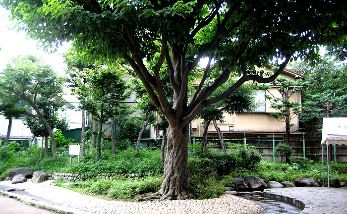 上落合西公園