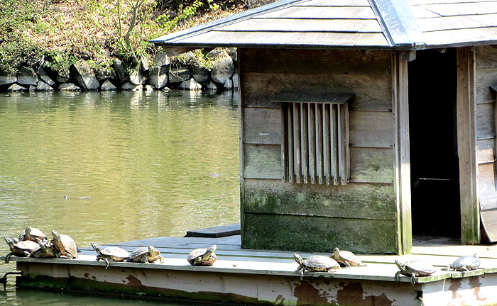 薬師池公園