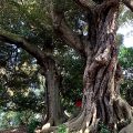 公園探訪