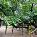 公園探訪