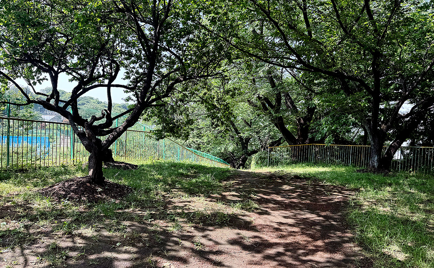 菅さくら公園