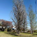 公園探訪