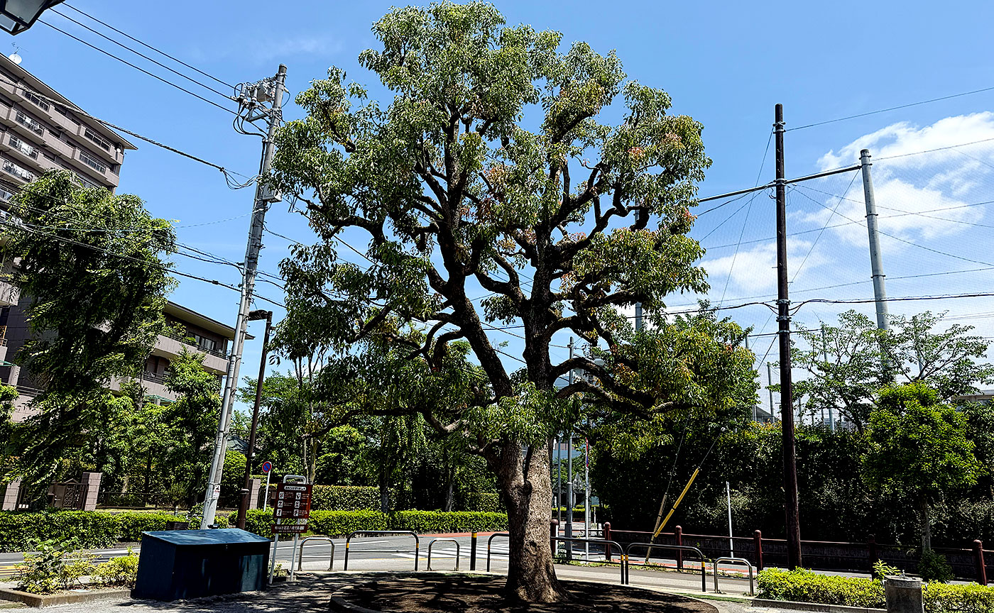若宮八幡児童遊園