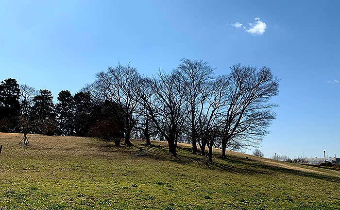 月出松公園